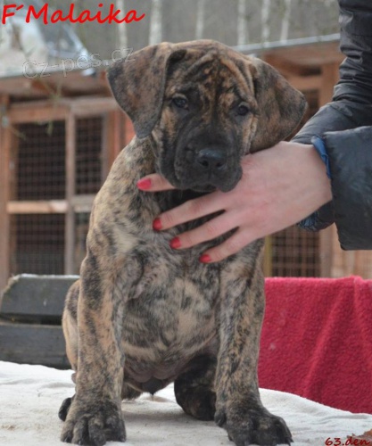 Boerboel �t�n� s PP