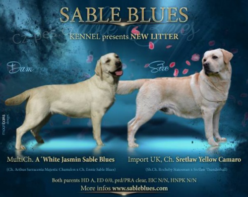 Labradorsk� retriever - �t���tka s PP