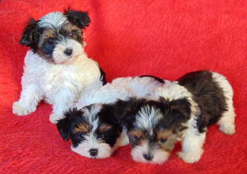 Biewer yorkshire terrier - �t���tka s PP