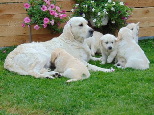 Rezervace �t���tek Zlat�ho retr�vra s PP