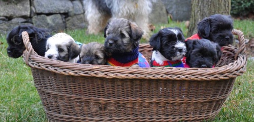 Tibetsk� teri�r - �t���tka s PP