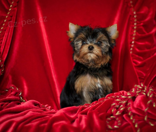 Luxusn� jork��rsk� teri�r,fenka