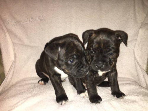 Staford��rsk� bullterier s PP