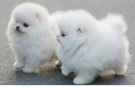 sladk� Pomeranian �te�at� pre pet milenci