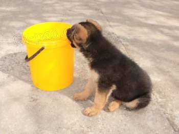 N�meck� ov��k na prodej bez PP