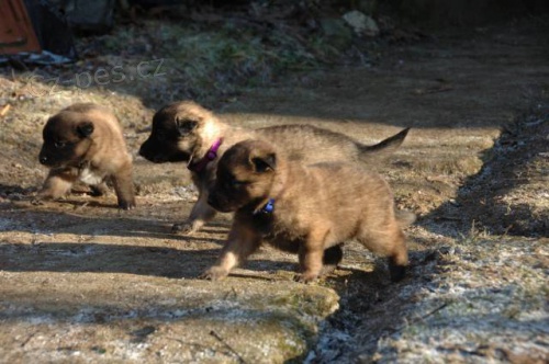 Belgick� ov��k Tervueren s PP