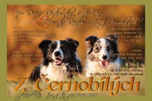 Border kolie - zad�me �t��ata s PP.