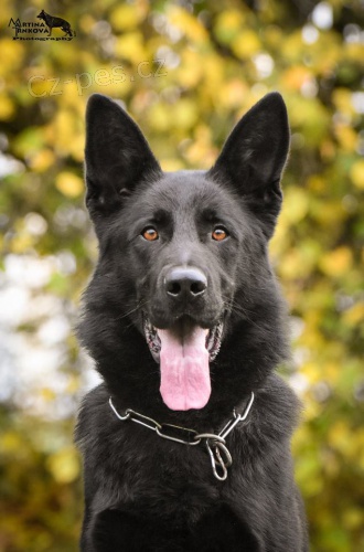 N�meck� ov��k atrakt. celo�ern� �t��ata