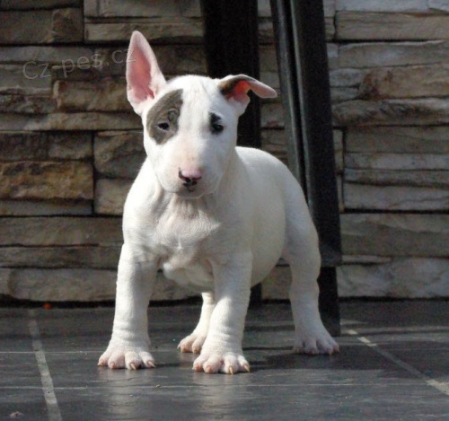 Mini bull teri�r �tenata Pro prodej