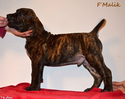 Boerboel �t�n� s PP