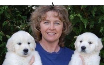 Zlat� retr�vr na prodej s PP