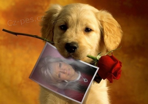 Zlat� retr�vr na prodej s PP