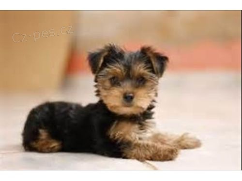 York��rsk� teri�r na prodej s PP