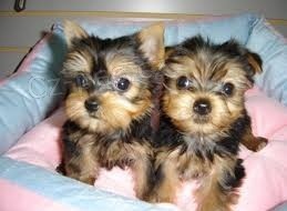 York��rsk� teri�r na prodej s PP