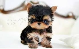 York��rsk� teri�r na prodej s PP