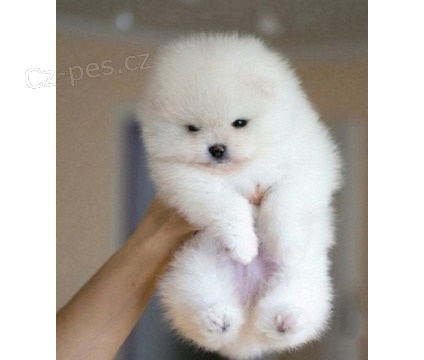 Pomeranian �t��ata na prodej