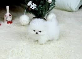 Pomeranian �t��ata na prodej