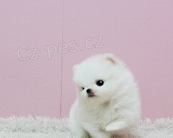 Pomeranian �t��ata na prodej