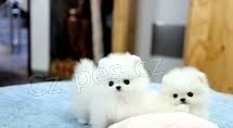 Pomeranian �t��ata na prodej