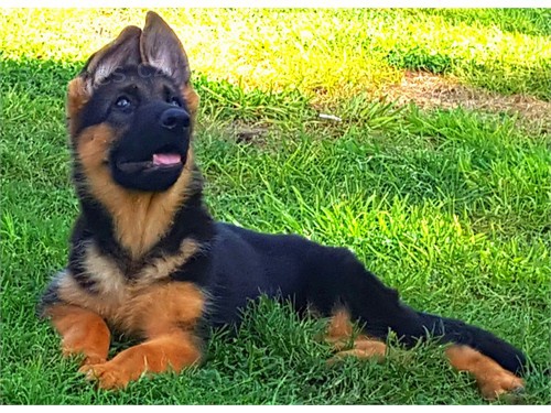 N�meck� ov��k na prodej s PP