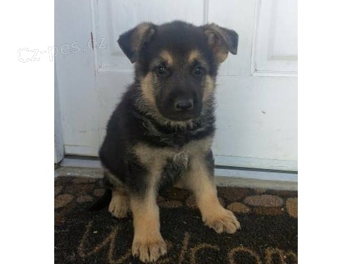 N�meck� ov��k na prodej s PP