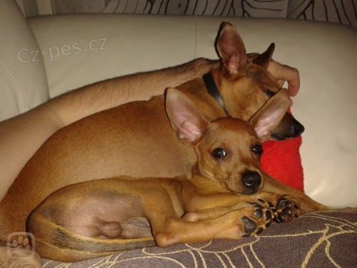 Nab�dka ke kryt�