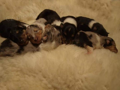 Kolie dlouhosrst� s PP