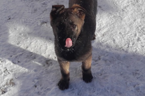 N�meck� ov��k - �t�n� s PP