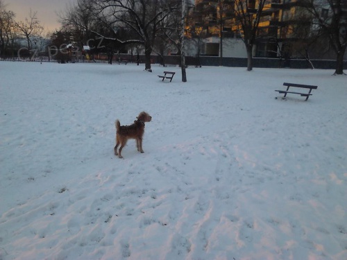 Irsk� teri�r s PP k adopci