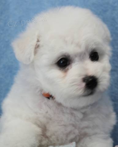 Bi�onek - Bichon fris�