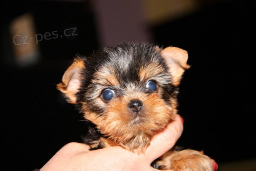 JORK��RSK� TERIER - �t���tka