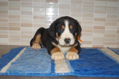 Velk� �v�carsk� sala�nick� pes