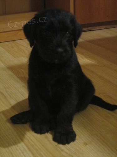 Kn�ra� st�edn� �ern�