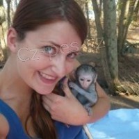 Prod�m Kapuc�nsk� opice