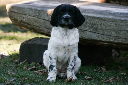 Velk� munsterlandsk� oha� - �t��ata