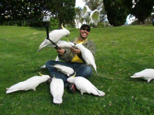 Nab�dka kakadu papou�ci