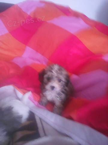 prod�m �t��ata bolognsk�ho ps�ka