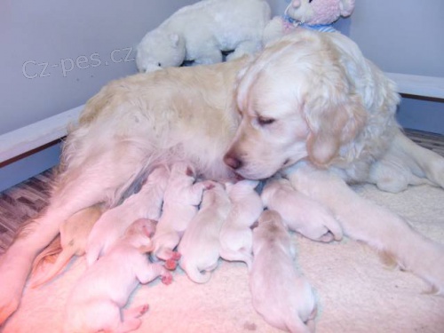 Prod�m �t���tka Zlat� retr�vr