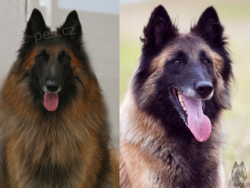 Belgick� ov��k Tervueren