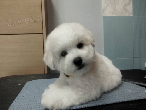 Bi�onek - Bichon Fris�