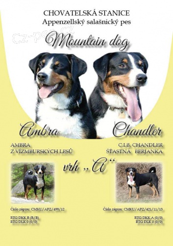 Appenzellsk� sala�nick� pes