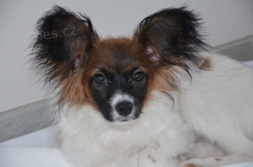 Papillon - �t���tka s PP