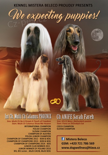 �T���TKA AFG�NSK�CH CHRT�