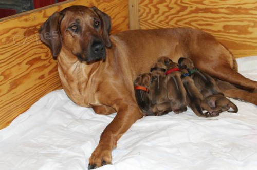 Rhod�sk� Ridgeback �t���tka s PP