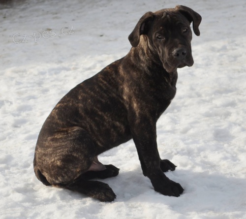 Boerboel �t�n� s PP