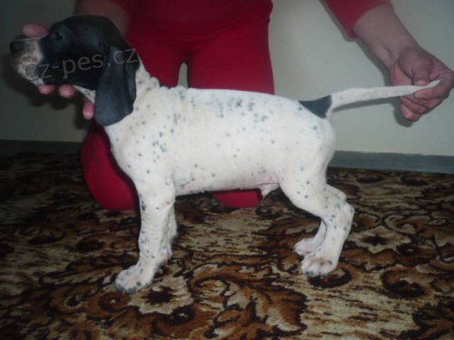 Pointer �t��ata