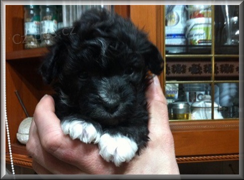 Rusk� barevn� bolonka - �t���tka