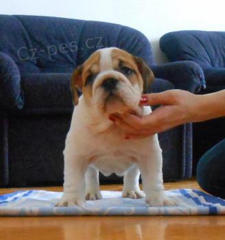 Anglick� buldok na prodej s PP