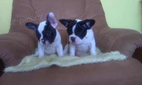 Francouzsk� buldo�ek na prodej bez PP