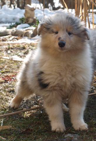 Kolie dlouhosrst� s PP